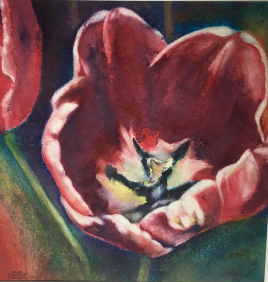 Tulip Study #6